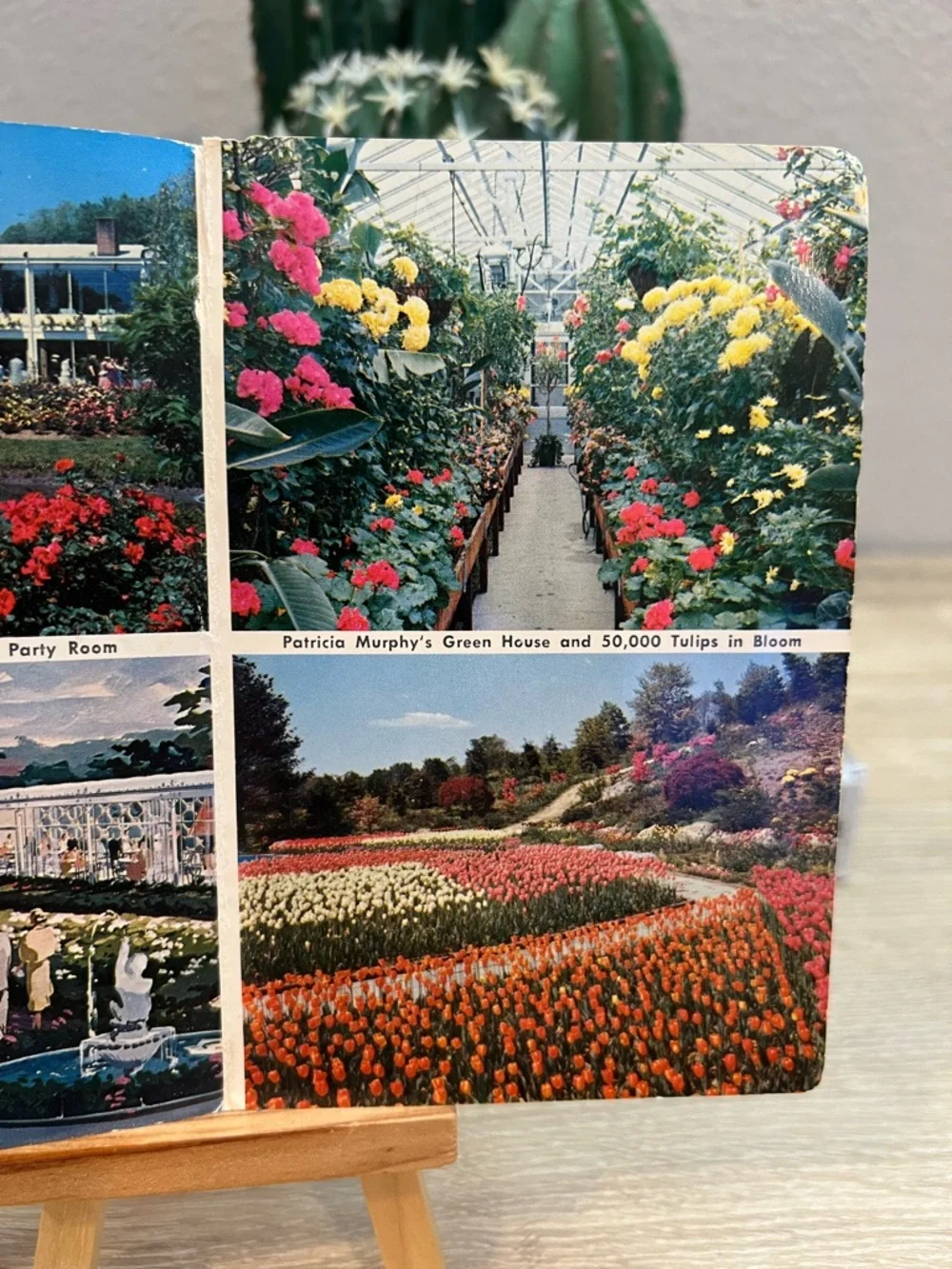 Patricia Murphy Candlelight Restaurant Yonkers NY Tulips‎ Oversized Postcard